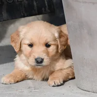 Honey , a female Golden Retriever for sale in Pasco, WA – Photo 2 of 2