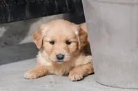 Honey , a female Golden Retriever for sale in Pasco, WA – Photo 2 of 2