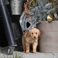 Honey , a female Golden Retriever for sale in Pasco, WA – Photo 1 of 2