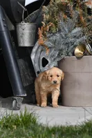 Honey , a female Golden Retriever for sale in Pasco, WA – Photo 1 of 2