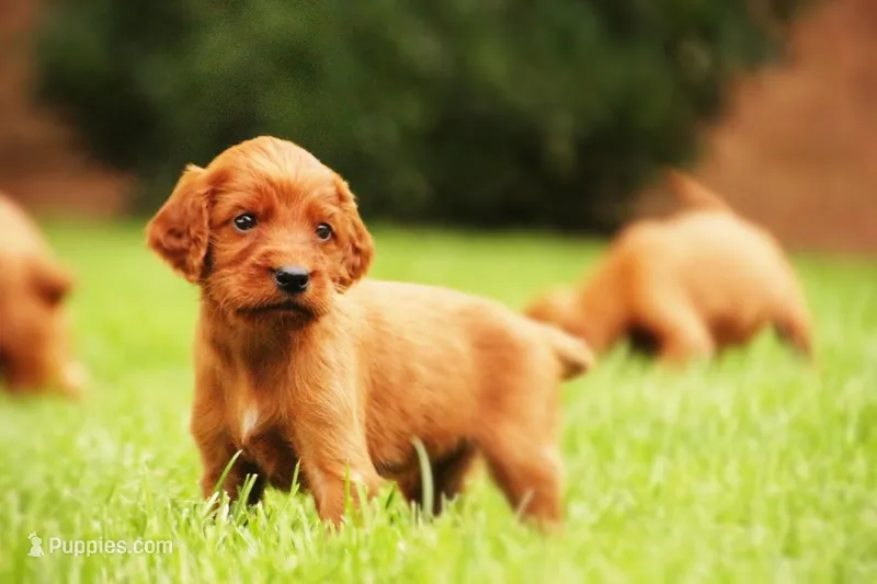 Ringo jr – Irish Setter puppy for sale in Pasco, WA