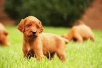 Ringo jr, a male Irish Setter for sale in Pasco, WA – Photo 1 of 3