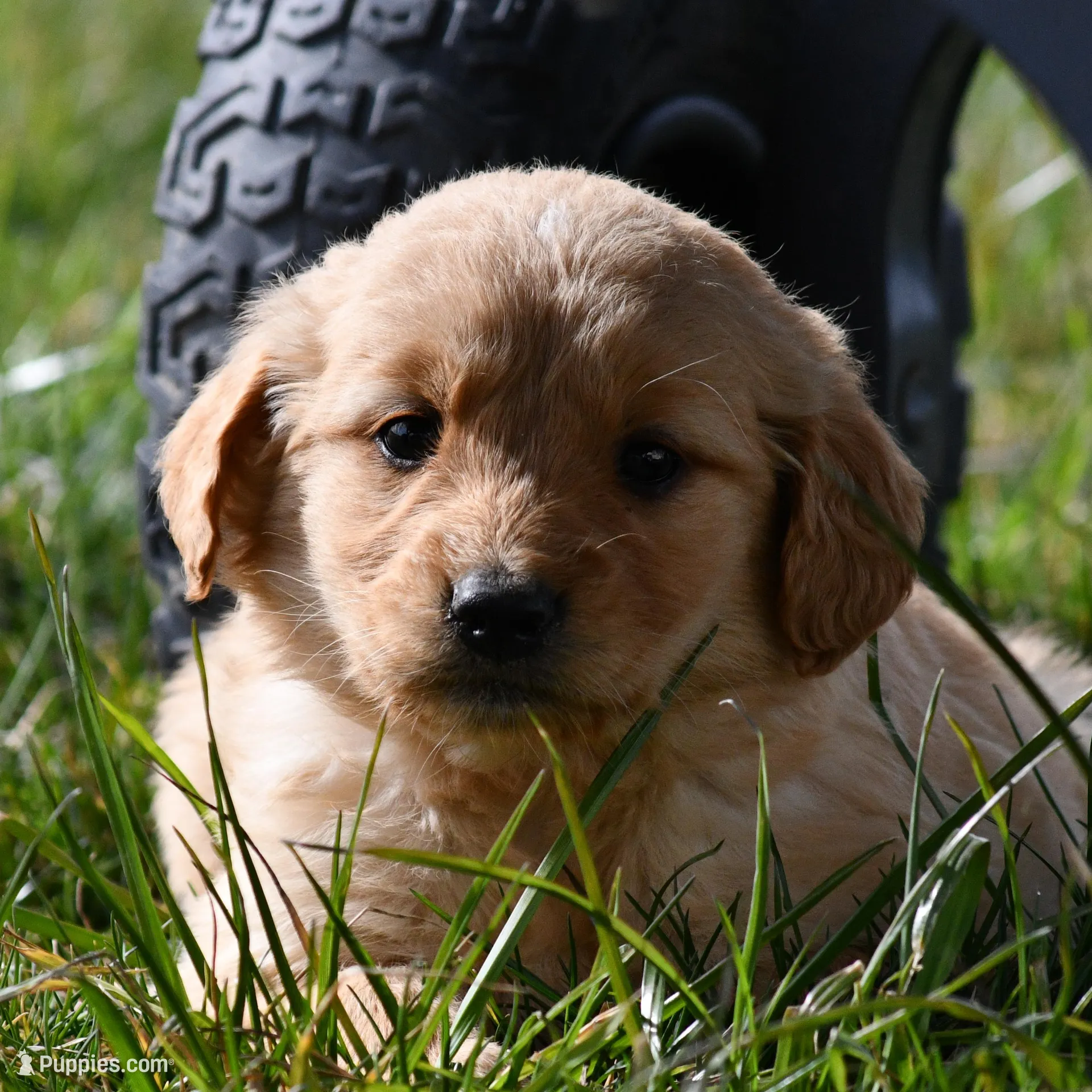 Smitten , a male Golden Retriever for sale in Pasco, WA – Photo 1 of 2