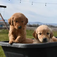 Smitten , a male Golden Retriever for sale in Pasco, WA – Photo 2 of 2