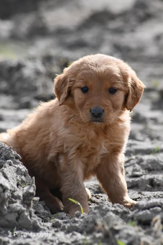 Rou , a female Golden Retriever for sale in Pasco, WA – Photo 1 of 1