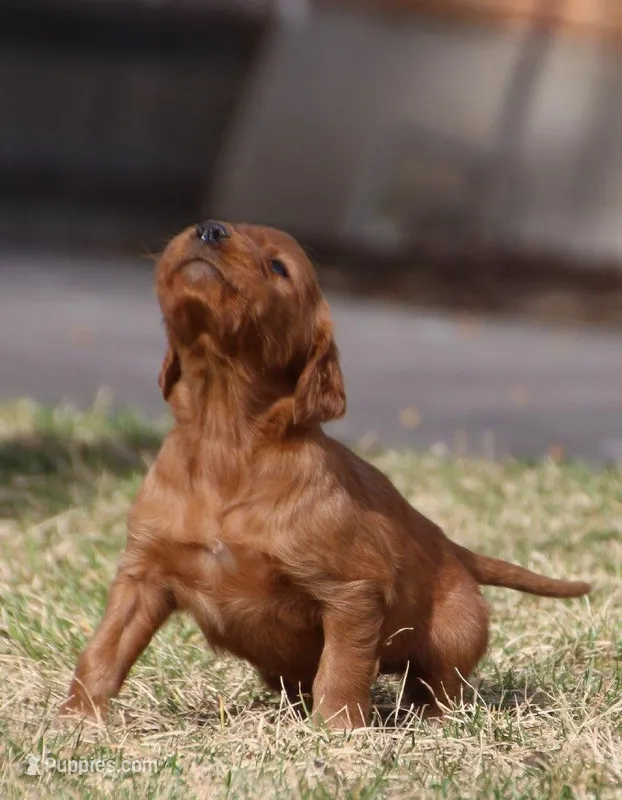 Shasta Sunrise  – Irish Setter puppy for sale in Pasco, WA