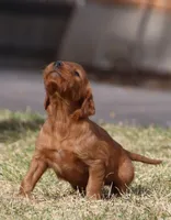 Shasta Sunrise , a female Irish Setter for sale in Pasco, WA – Photo 1 of 3