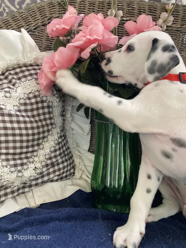 Button AKC reg. – Dalmatian puppy for sale in Darlington, SC
