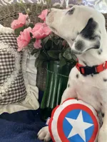 Ringo, a male Dalmatian for sale in Darlington, SC – 4 of 10