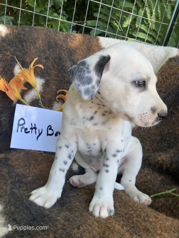 Pretty boy jr AKC Reg – Dalmatian puppy for sale in Darlington, SC