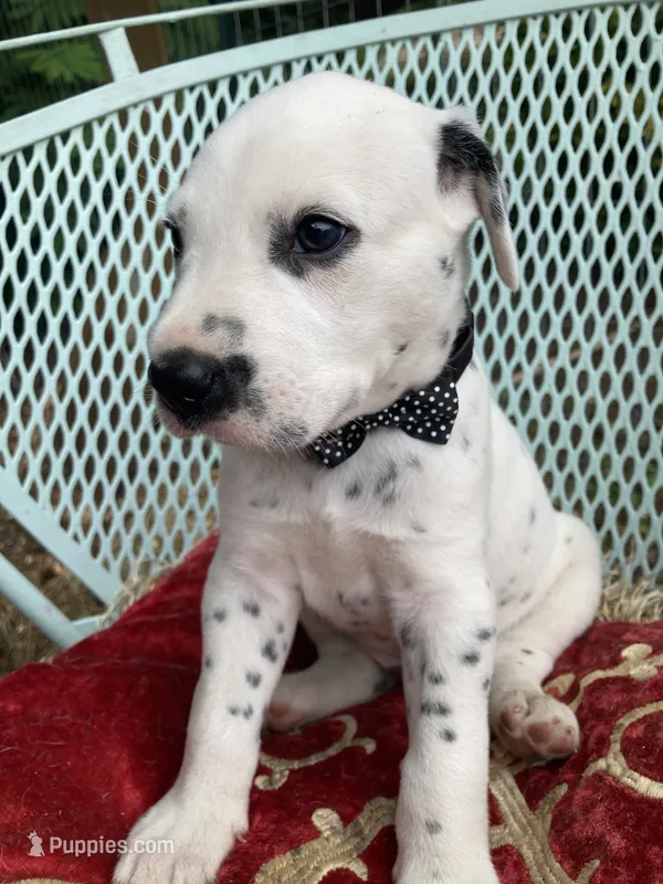 Pretty boy jr – Dalmatian puppy for sale in Darlington, SC