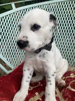 Pretty boy jr AKC Reg, a male Dalmatian for sale in Darlington, SC – 1 of 7