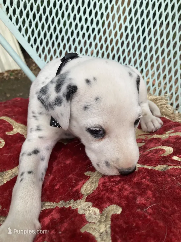 Rex – Dalmatian puppy for sale in Darlington, SC