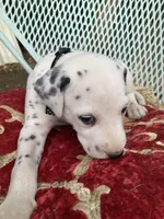 Rex AKC.Reg., a male Dalmatian for sale in Darlington, SC – 5 of 6