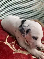 Pretty boy jr AKC Reg, a male Dalmatian for sale in Darlington, SC – 4 of 7