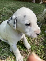 Button AKC reg., a male Dalmatian for sale in Darlington, SC – 2 of 8