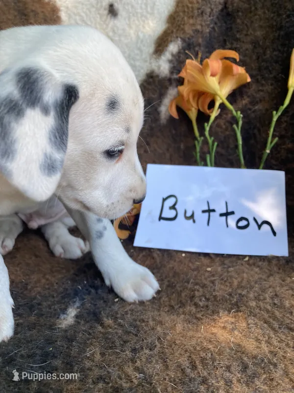 Button AKC reg. – Dalmatian puppy for sale in Darlington, SC