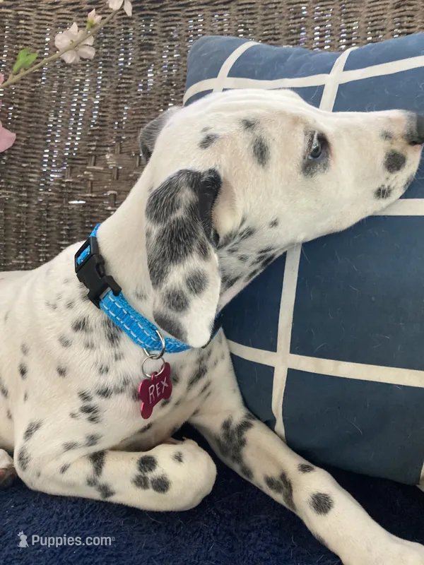 Rex AKC.Reg. – Dalmatian puppy for sale in Darlington, SC