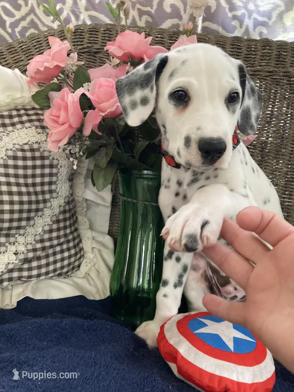 Rex AKC.Reg. – Dalmatian puppy for sale in Darlington, SC
