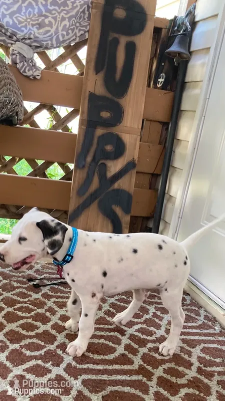 Ringo AKCreg. – Dalmatian puppy for sale in Darlington, SC