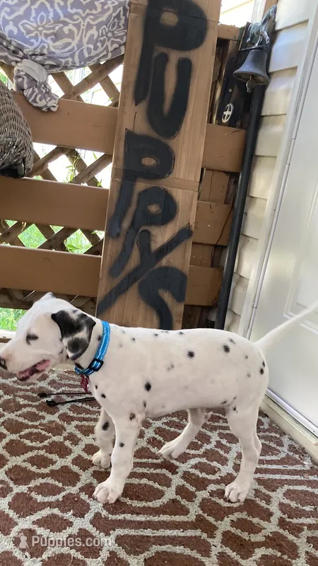 Ringo AKCreg. – Dalmatian puppy for sale in Darlington, SC