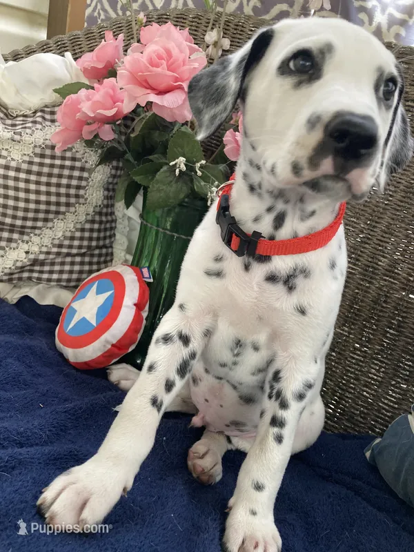Pretty boy jr AKC Reg – Dalmatian puppy for sale in Darlington, SC