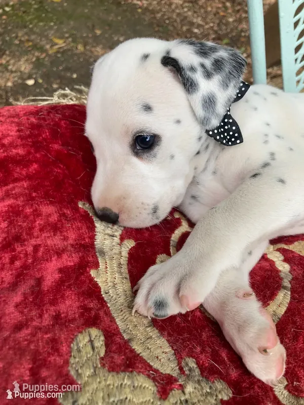 Rex AKC.Reg. – Dalmatian puppy for sale in Darlington, SC