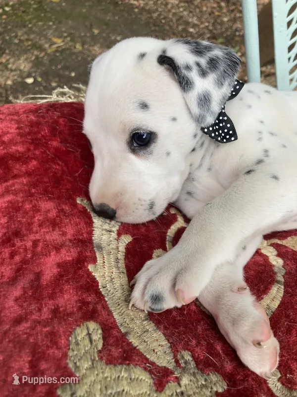 Rex AKC.Reg. – Dalmatian puppy for sale in Darlington, SC