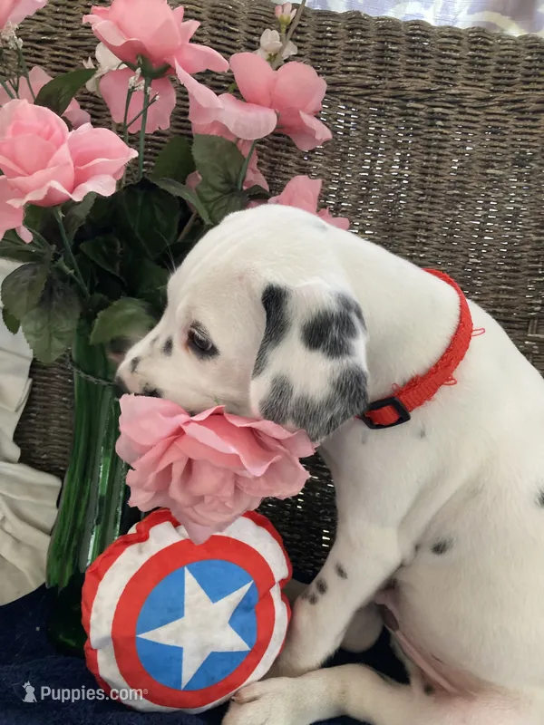 Button AKC reg. – Dalmatian puppy for sale in Darlington, SC