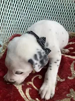 Pretty boy jr AKC Reg, a male Dalmatian for sale in Darlington, SC – 7 of 7