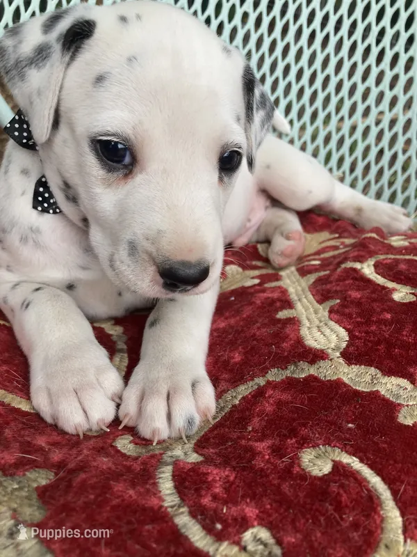 Rex – Dalmatian puppy for sale in Darlington, SC