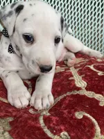 Rex AKC.Reg., a male Dalmatian for sale in Darlington, SC – 3 of 6