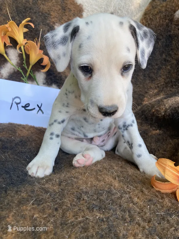 Rex AKC.Reg. – Dalmatian puppy for sale in Darlington, SC