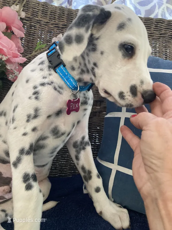 Rex AKC.Reg. – Dalmatian puppy for sale in Darlington, SC