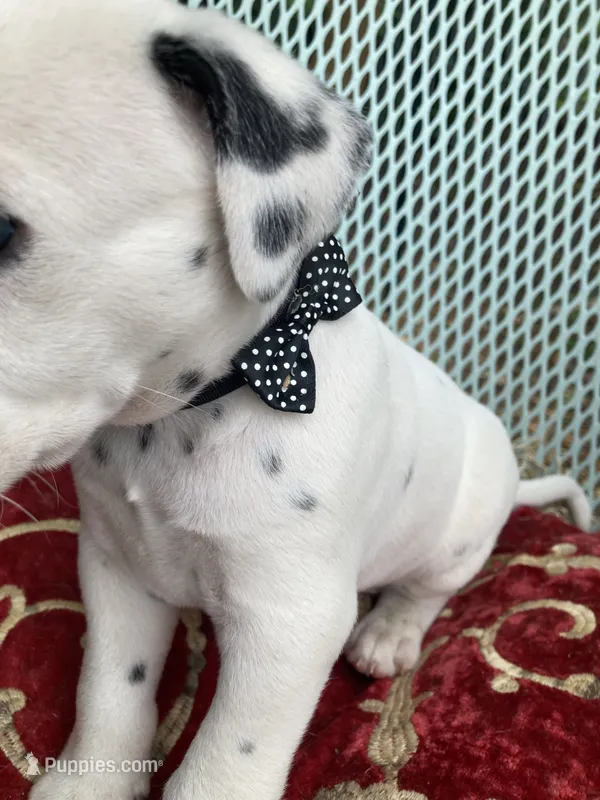 Ringo AKC reg. – Dalmatian puppy for sale in Darlington, SC