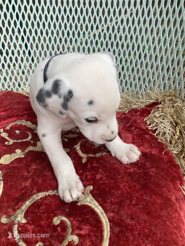 Button AKC reg. – Dalmatian puppy for sale in Darlington, SC