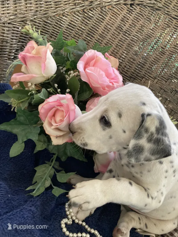 Rex AKC.Reg. – Dalmatian puppy for sale in Darlington, SC