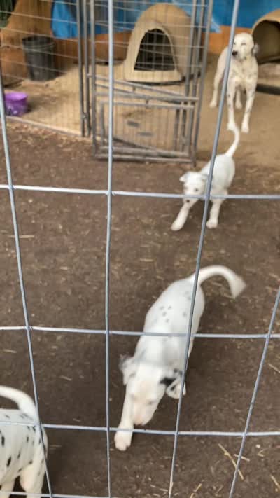 Ringo, a male Dalmatian for sale in Darlington, SC – 10 of 10
