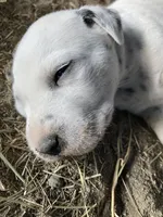 Pretty boy jr, a male Dalmatian for sale in Darlington, SC – 5 of 5