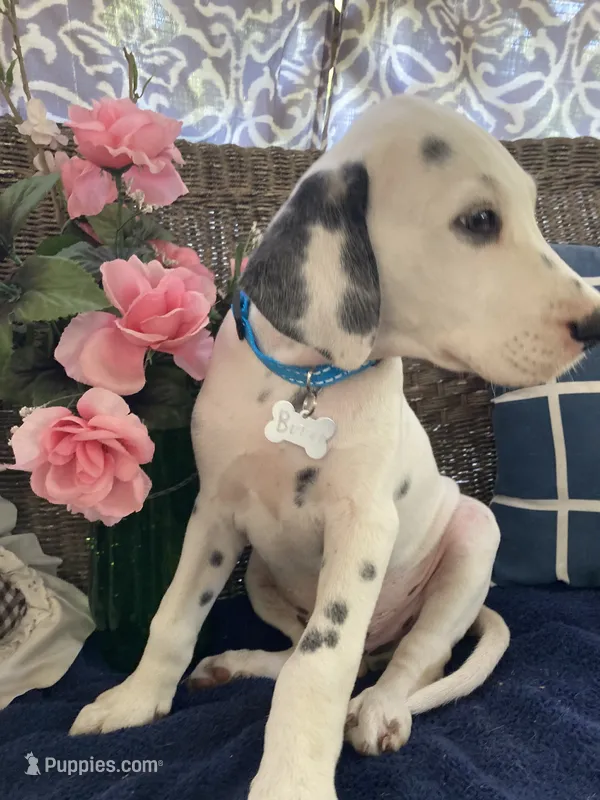 Button AKC reg. – Dalmatian puppy for sale in Darlington, SC