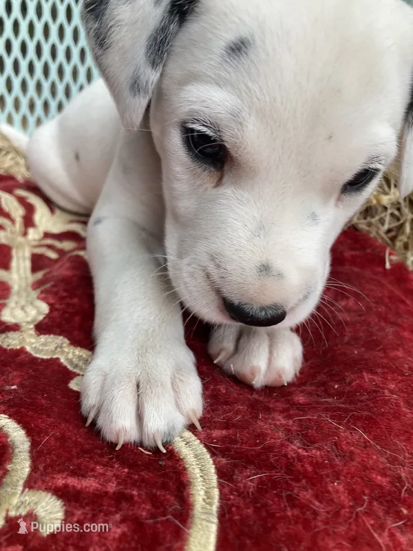 Button – Dalmatian puppy for sale in Darlington, SC