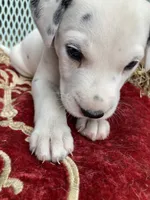 Button AKC reg., a male Dalmatian for sale in Darlington, SC – 1 of 8