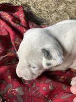 Ringo AKC reg., a male Dalmatian for sale in Darlington, SC – 1 of 3