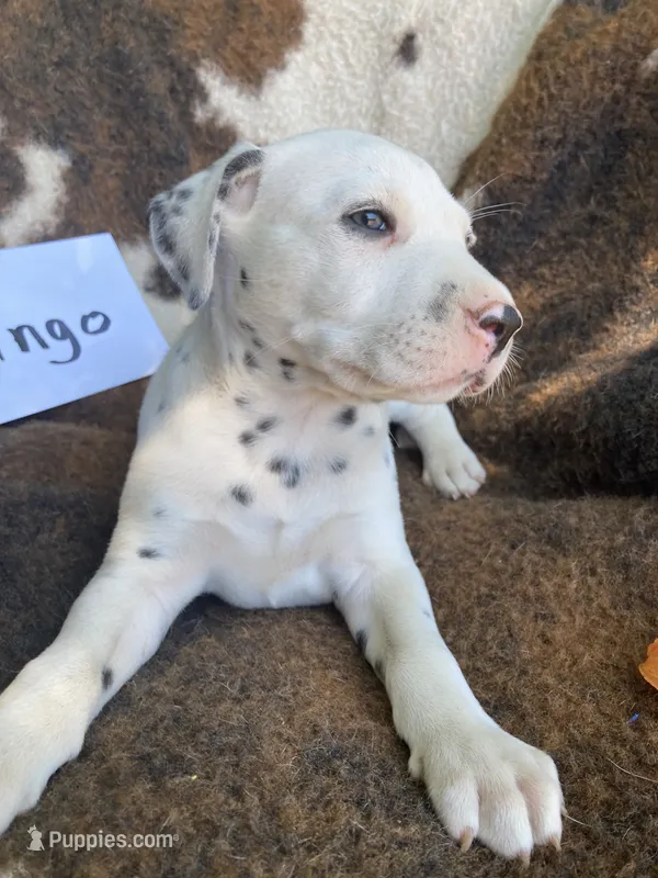 Ringo AKC reg. – Dalmatian puppy for sale in Darlington, SC