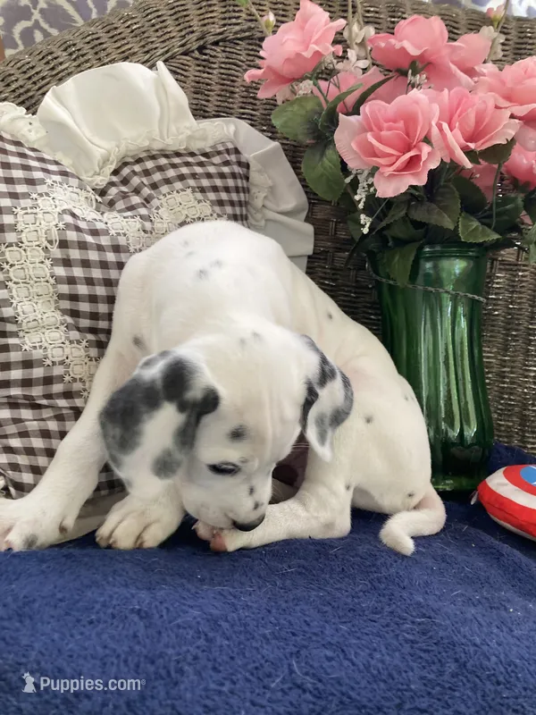 Button AKC reg. – Dalmatian puppy for sale in Darlington, SC