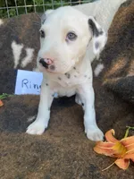 Ringo, a male Dalmatian for sale in Darlington, SC – 8 of 10
