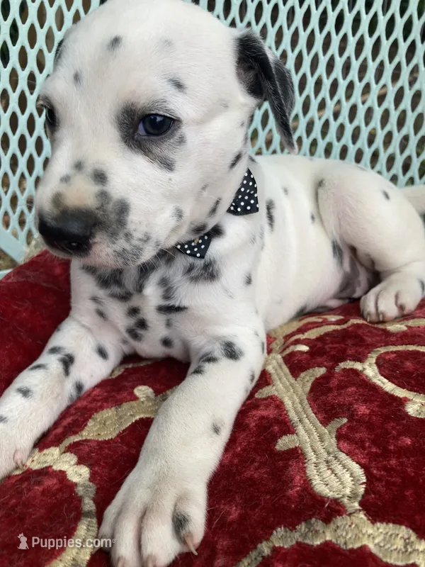 Big Boy – Dalmatian puppy for sale in Darlington, SC