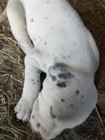 Rex, a male Dalmatian for sale in Darlington, SC – 2 of 4