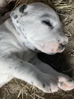 Pretty boy jr, a male Dalmatian for sale in Darlington, SC – 2 of 5