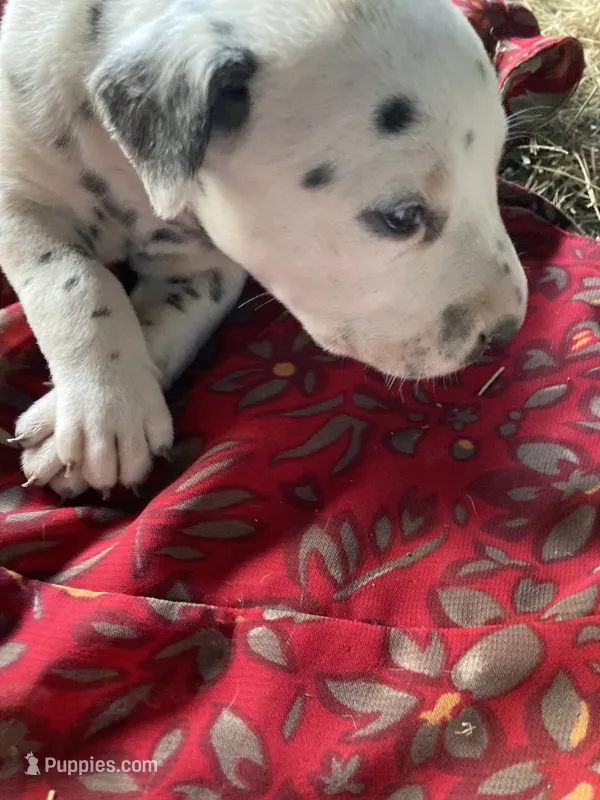 Big Boy – Dalmatian puppy for sale in Darlington, SC